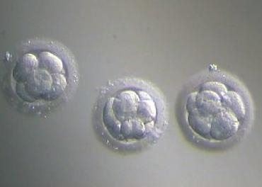 strage di embrioni al san filippo neri