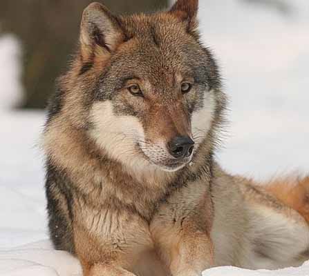 la corsa del lupo sic