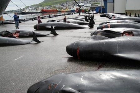 problemi fiscali salvano balenottera islanda