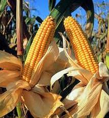 mais-ogm-coltivazione-permessa