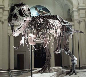 arrestato trafficante di dinosauri