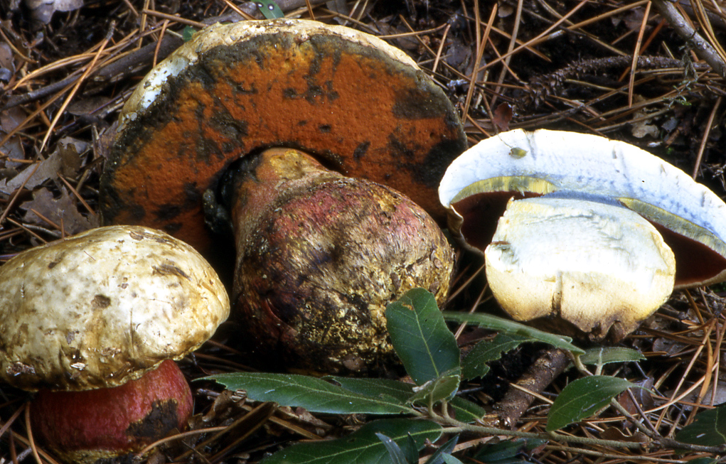 funghi velenosi tragedia in una famiglia di pisa