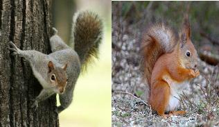 perugia-fermate-lo-sterminio-dello-scoiattolo-grigio