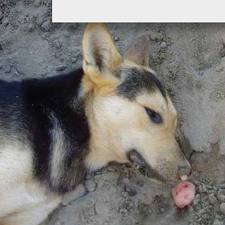 verona il killer dei cani