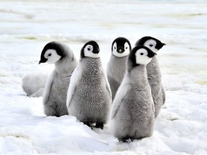 Emperor Penguin Chicks on the snow in Antarctica