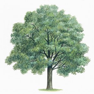 querce betulle