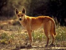 dingo-un-grido-nella-notte