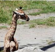 dorle-giraffina-berlino