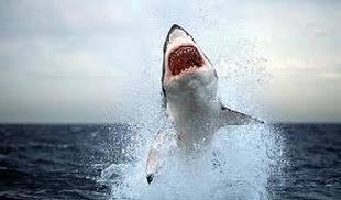 squalo-bianco-dilania-un-surfista-in-australia